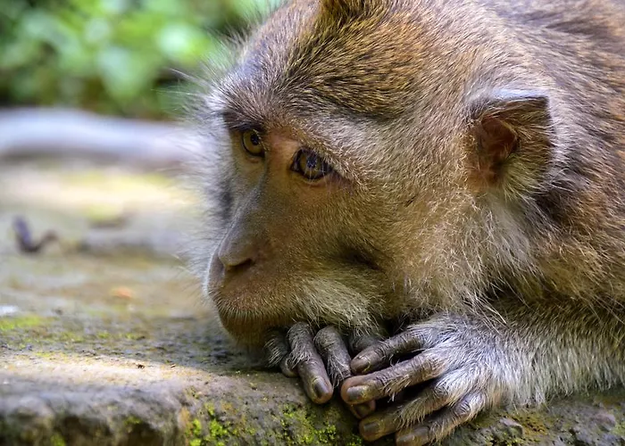 Rahayu Monkey Forest Parco vacanze